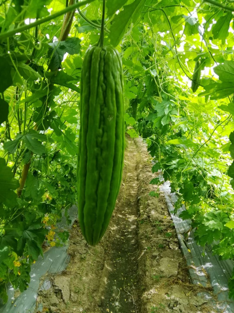 领秀7号油瓜、耐高温耐雨水、直瘤、顺直瓜条