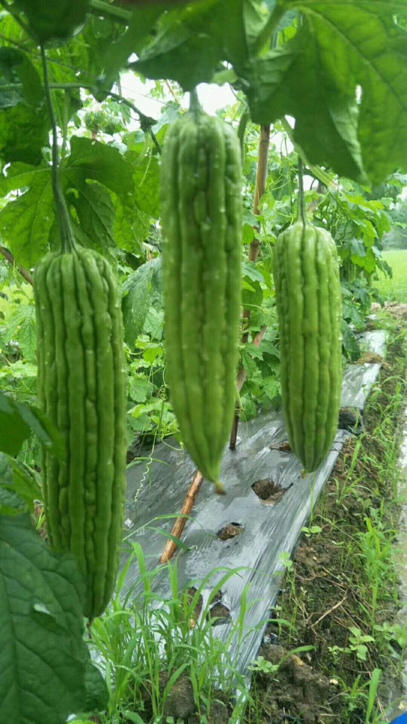 领秀7号油瓜、耐高温耐雨水、直瘤、顺直瓜条