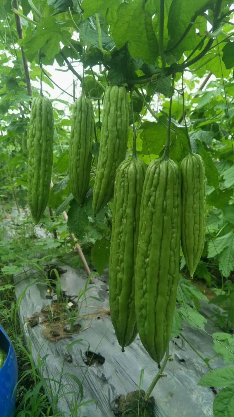 领秀7号油瓜、耐高温耐雨水、直瘤、顺直瓜条