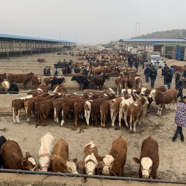 西门塔尔牛优质小牛犊、育肥牛质优价廉