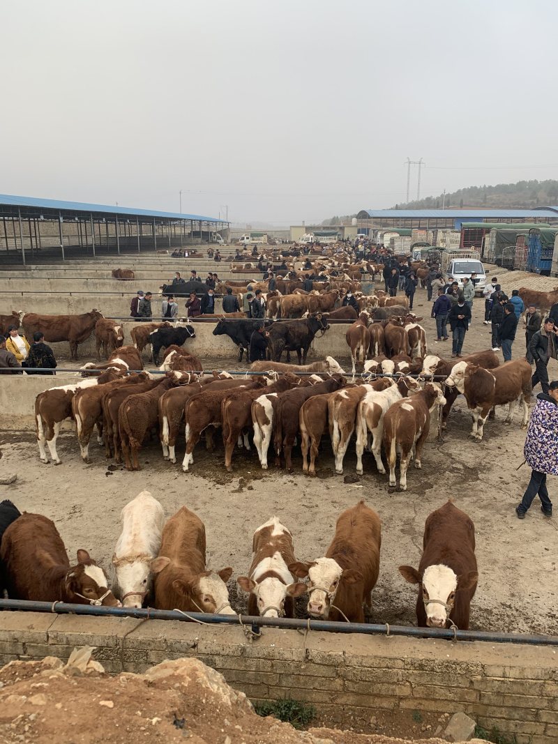 西门塔尔牛优质小牛犊、育肥牛质优价廉