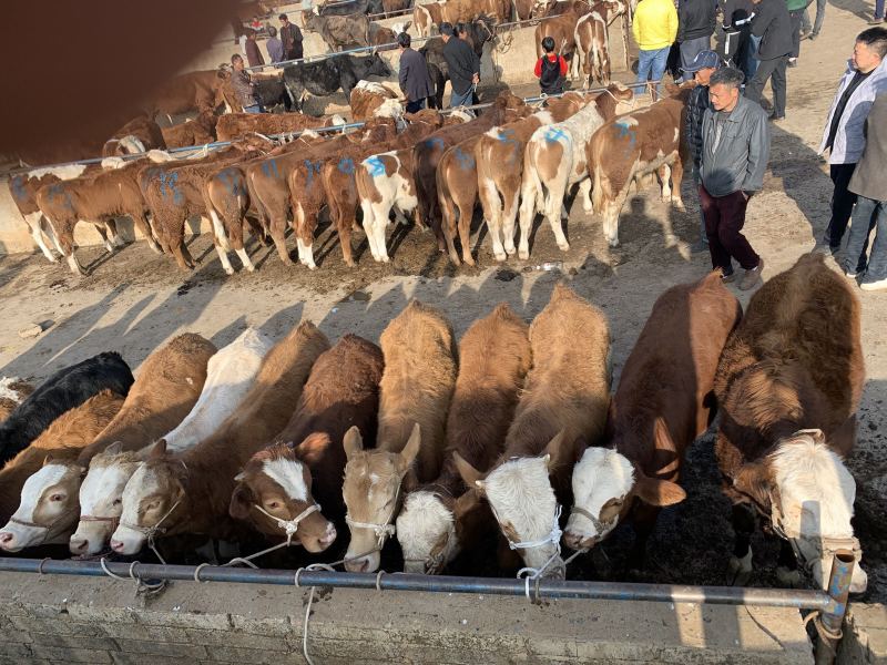 西门塔尔牛优质小牛犊、育肥牛质优价廉