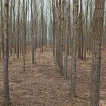 大量出售柳树，各种规格。量大价低。欢迎采购