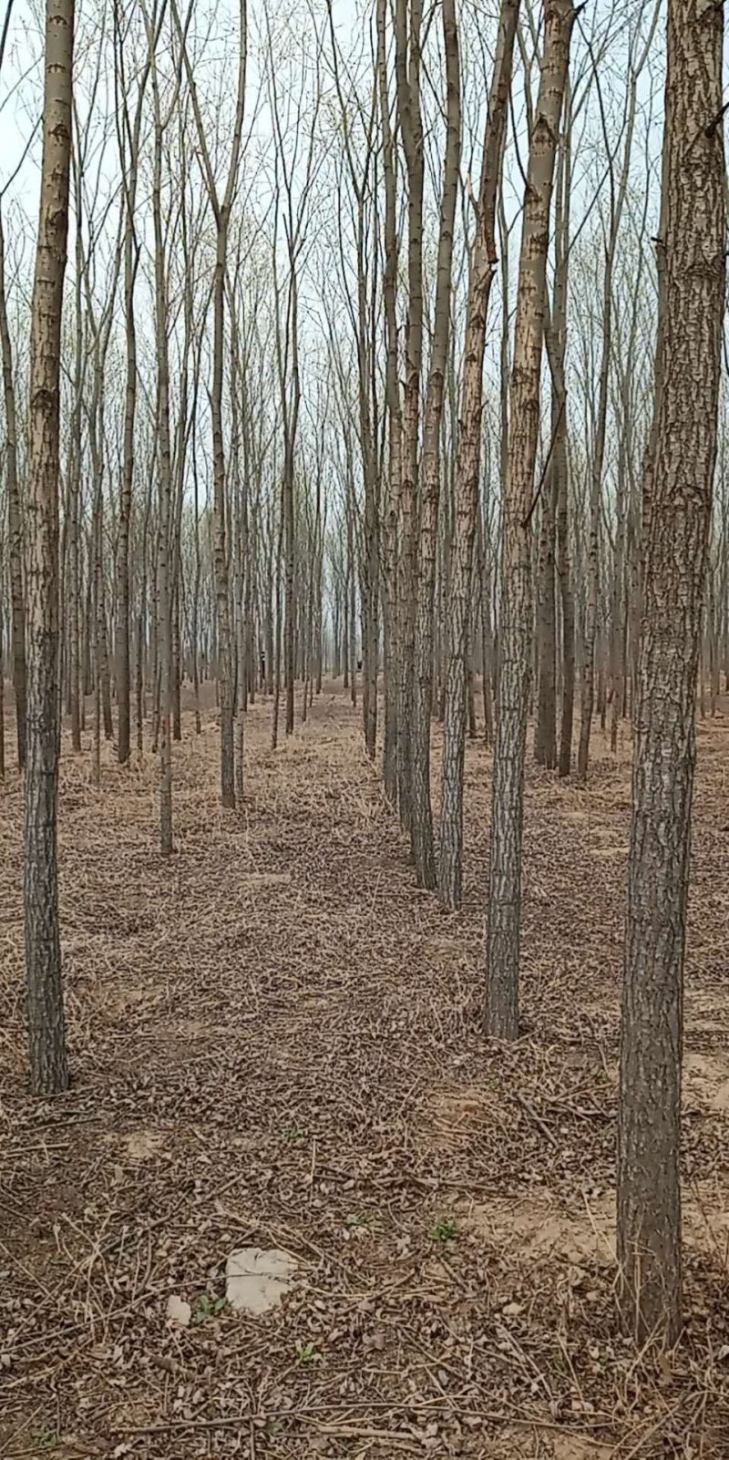 大量出售柳树，各种规格。量大价低。欢迎采购