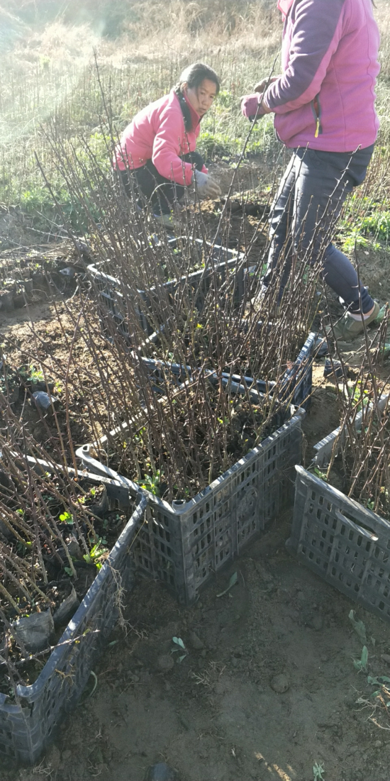 花椒苗，红花椒，正路椒，汉源贡椒
