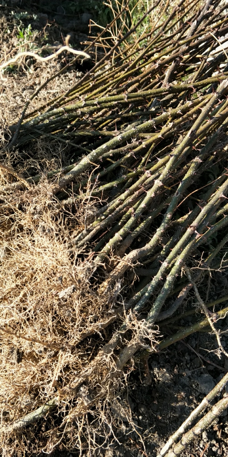 花椒苗，红花椒，正路椒，汉源贡椒