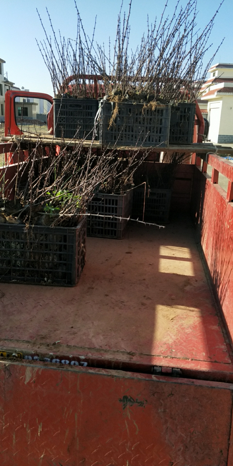 花椒苗，红花椒，正路椒，汉源贡椒