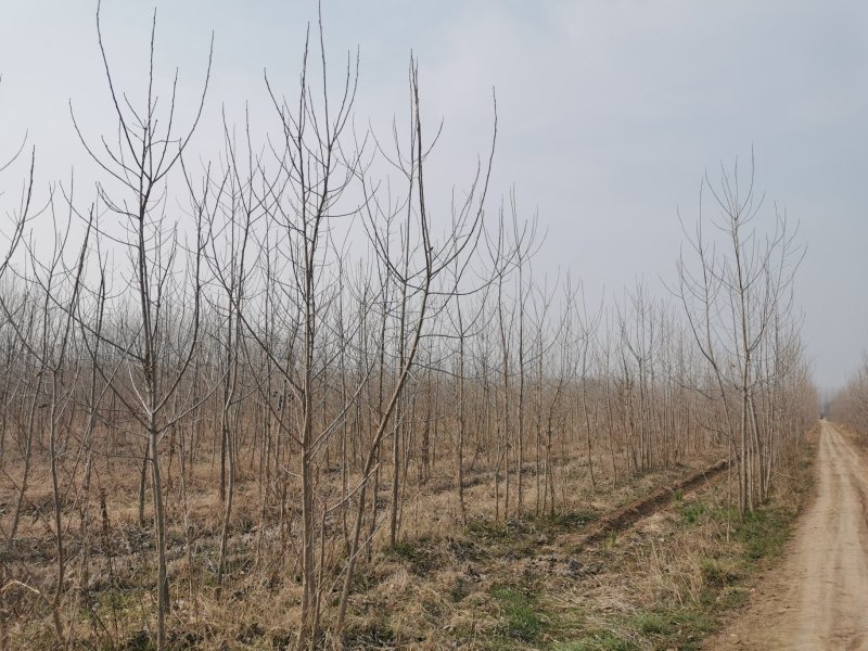 中华红叶杨，无棉絮，2025速生2～5公分树苗及种段出售