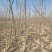 中华红叶杨，无棉絮，2025速生2～5公分树苗及种段出售