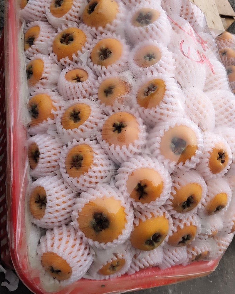 枇杷