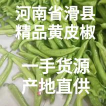 河南滑县万亩蔬菜批发市场基黄皮辣椒，质量保证，超市直供，