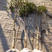独干黄杨树苗庭院种植四季常青高杆黄杨瓜子盆景素材苗