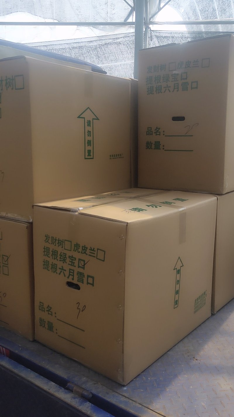 (买十件送一件)提根绿宝幸福树盆栽可视频看货质量保证