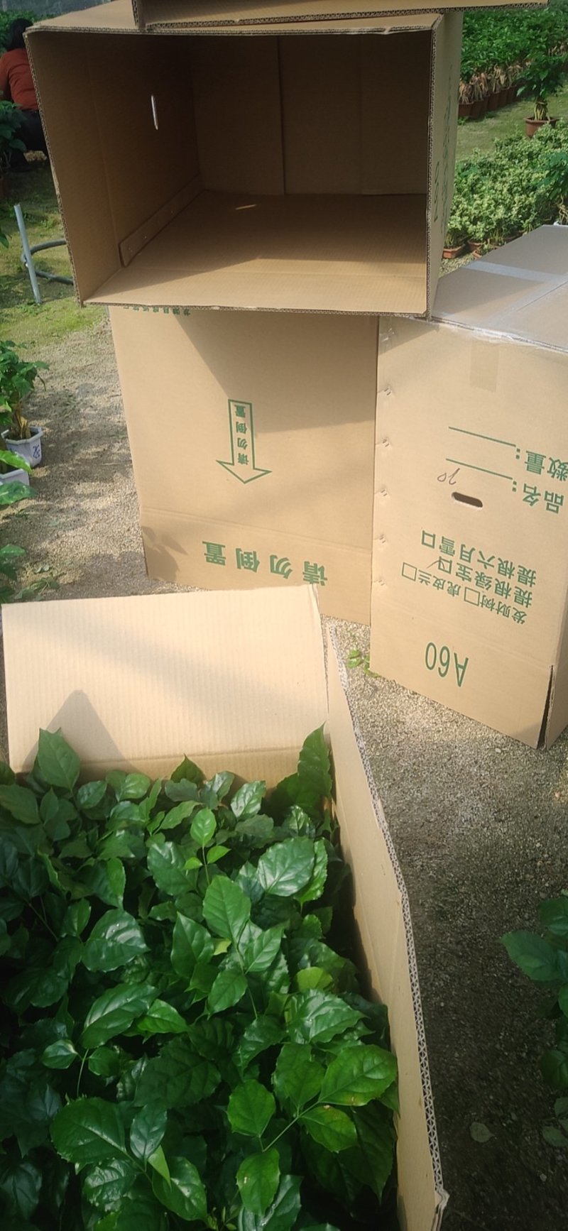 (买十件送一件)提根绿宝幸福树盆栽可视频看货质量保证