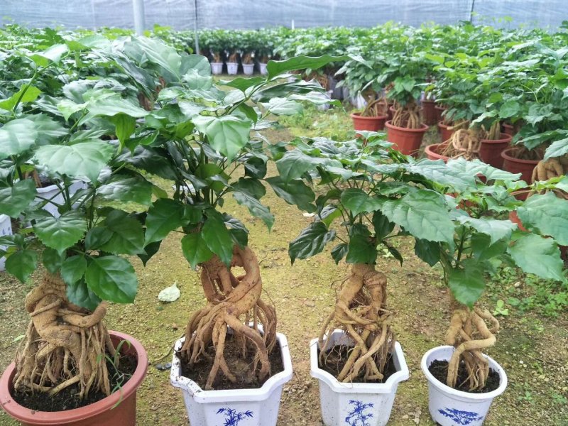 (买十件送一件)提根绿宝幸福树盆栽可视频看货质量保证
