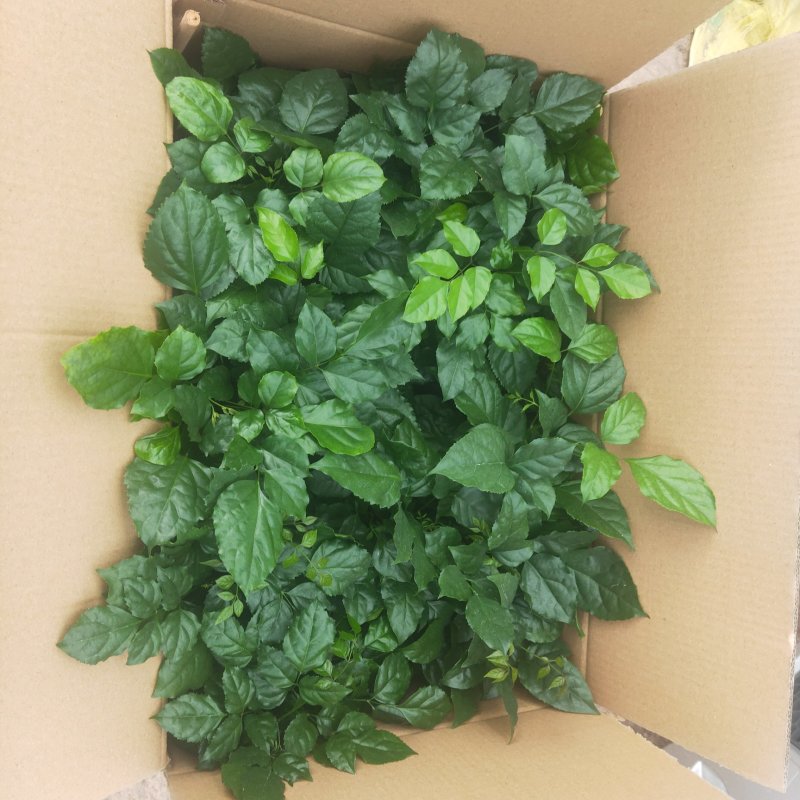 (买十件送一件)提根绿宝幸福树盆栽可视频看货质量保证