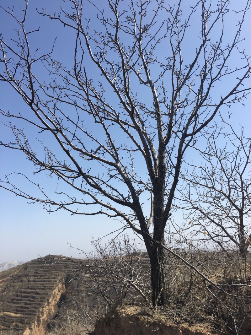 杜梨树0.6cm-3cm