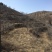 杜梨树0.6cm-3cm