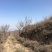 杜梨树0.6cm-3cm