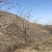 杜梨树0.6cm-3cm
