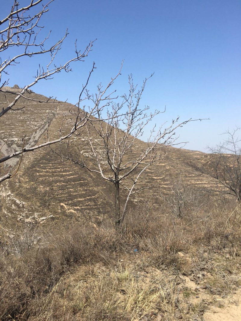 杜梨树0.6cm-3cm