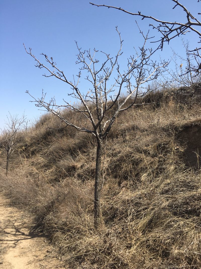 杜梨树0.6cm-3cm
