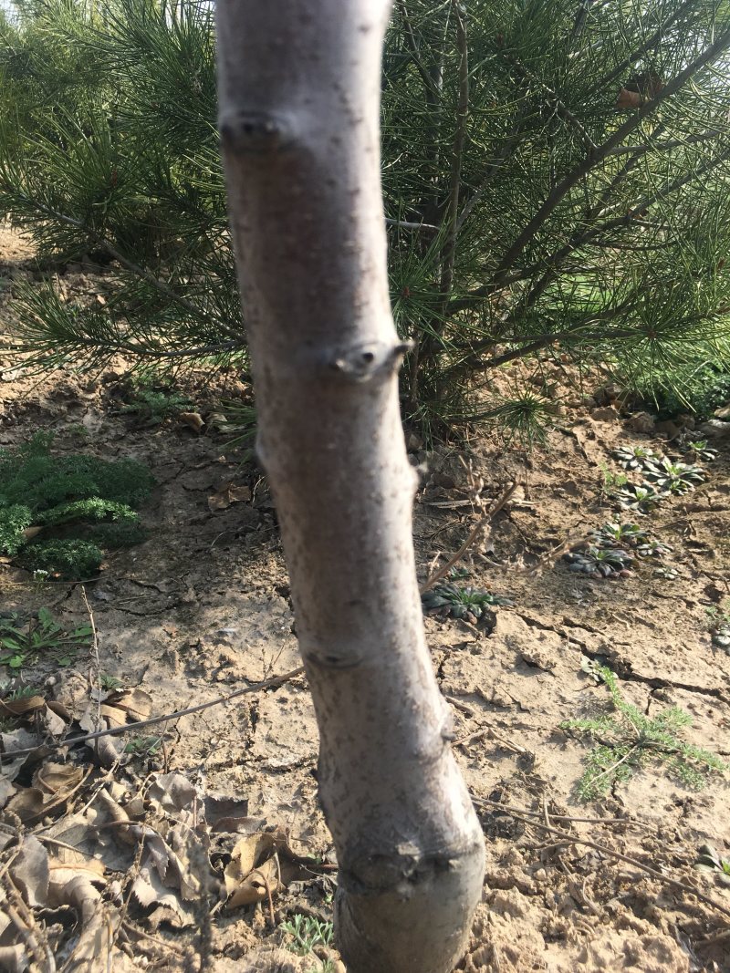 樱桃苗各种规格樱桃苗量大优惠