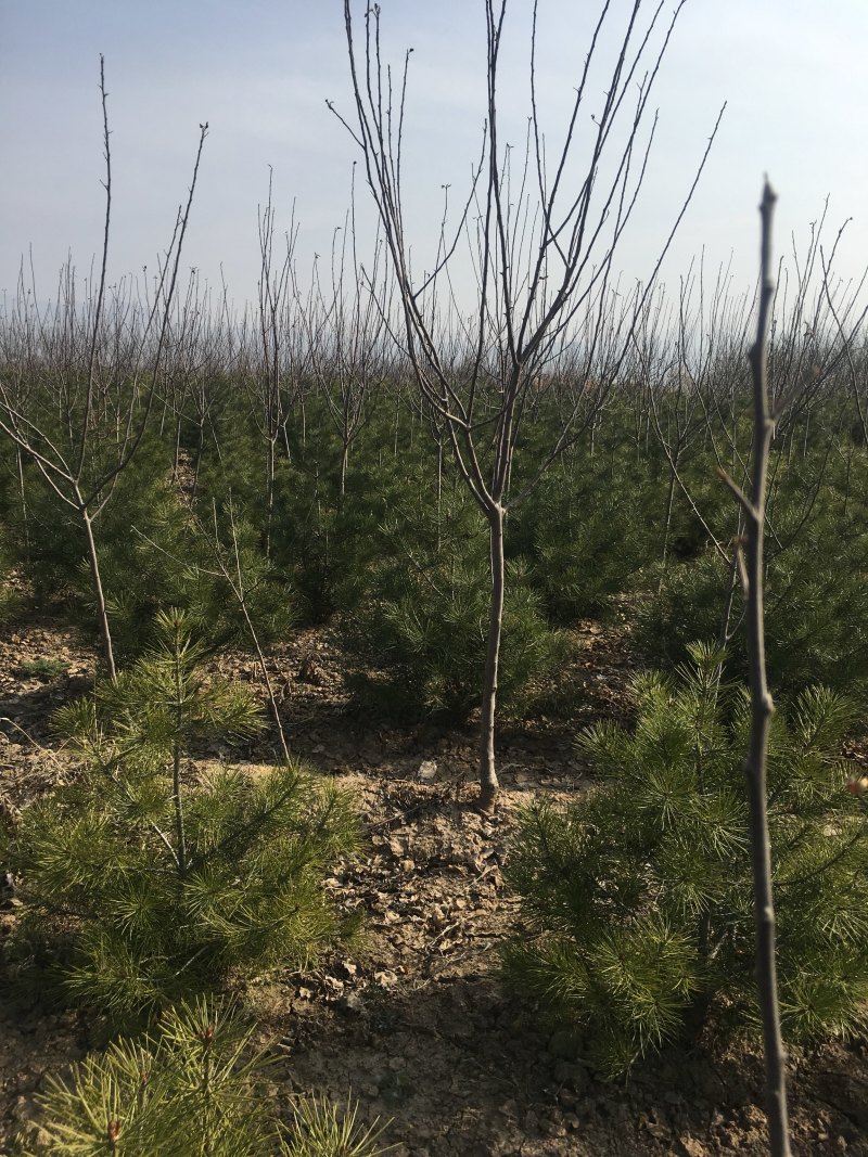 樱桃苗各种规格樱桃苗量大优惠