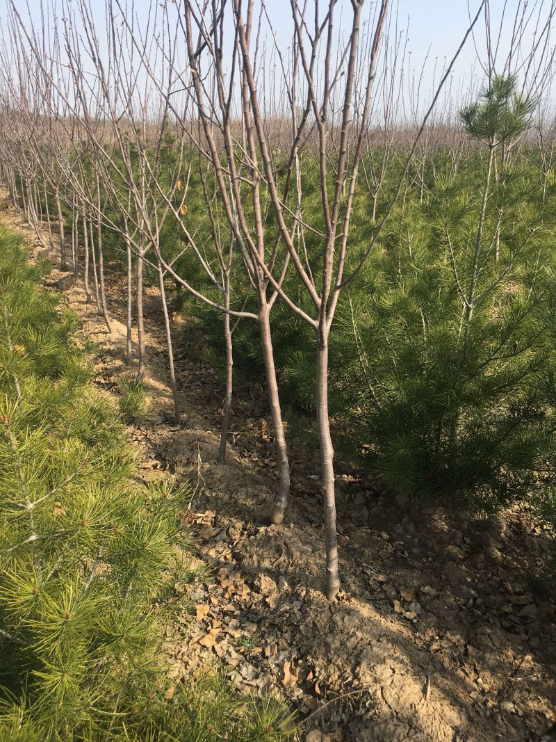 樱桃苗各种规格樱桃苗量大优惠