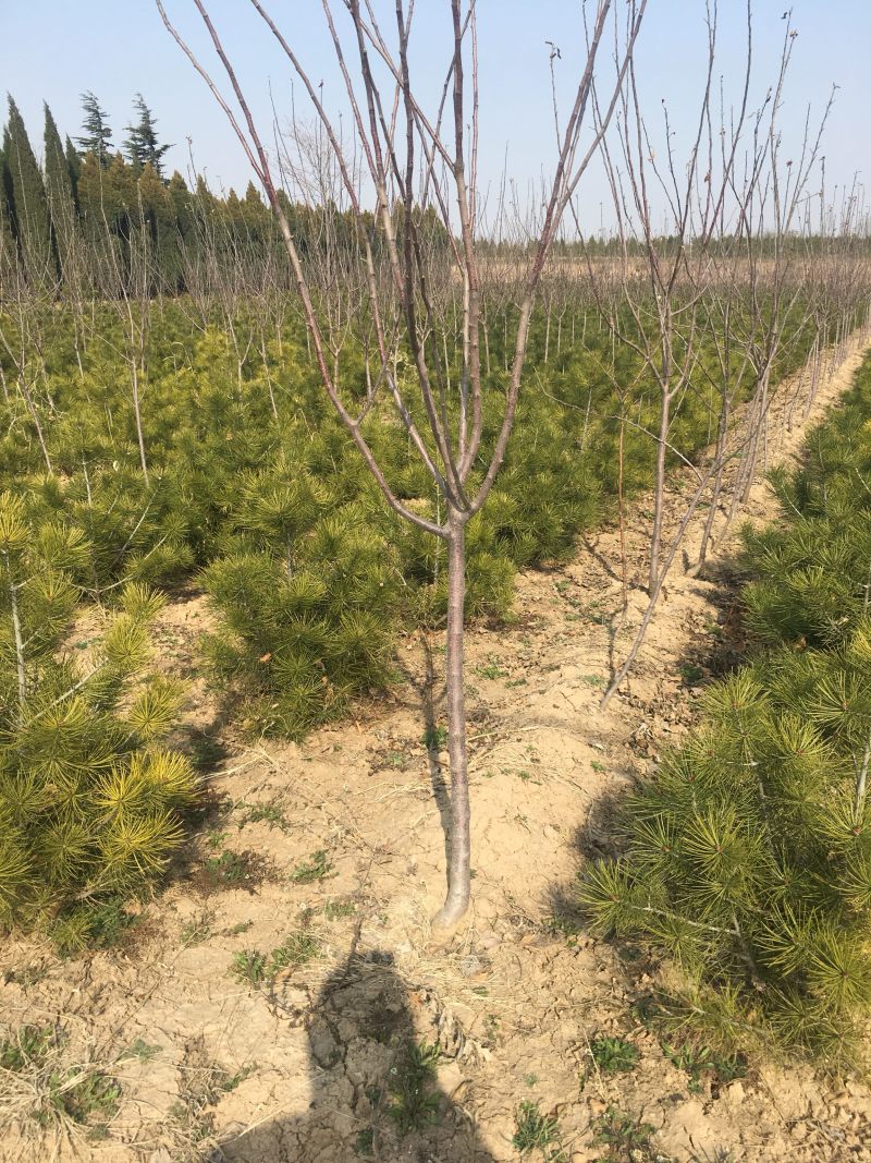 樱桃苗各种规格樱桃苗量大优惠