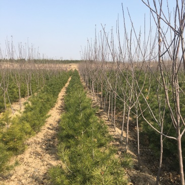 樱桃苗各种规格樱桃苗量大优惠