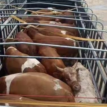 黄牛纯绿色饲养请放心购买