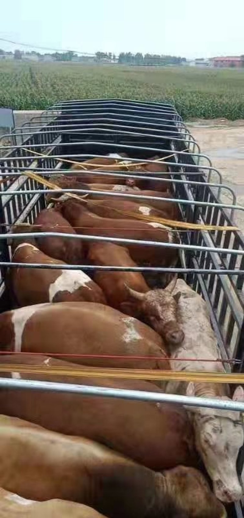 黄牛纯绿色饲养请放心购买