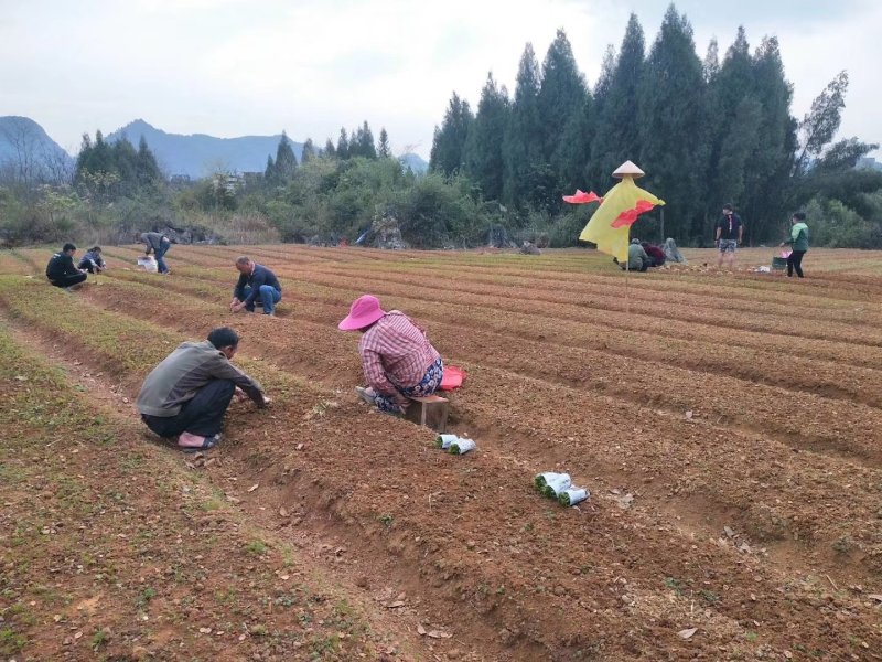 毛桃树苗，桃树小苗，