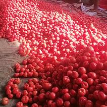 硬粉西红柿，产地直供，可视频，供应各大商超