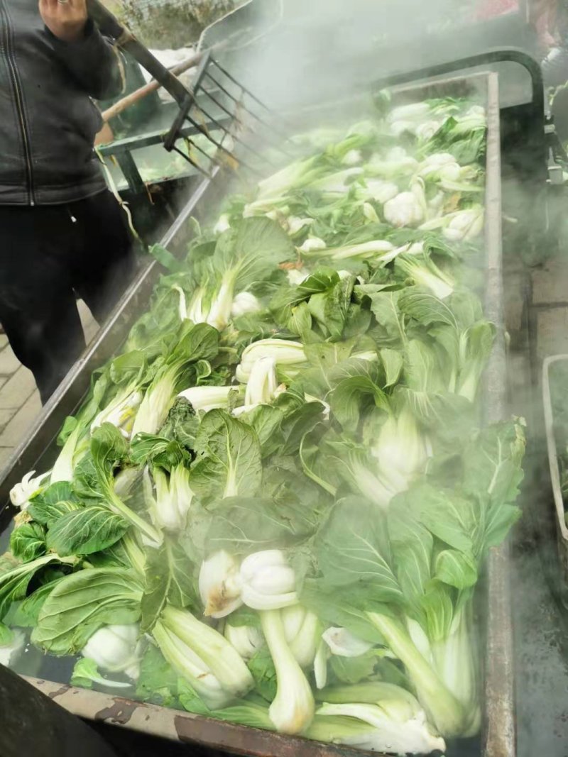 脱水白菜干干条根白万年青