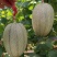 山东哈密瓜西州蜜瓜晓蜜25青花蜜海南25号基地直供