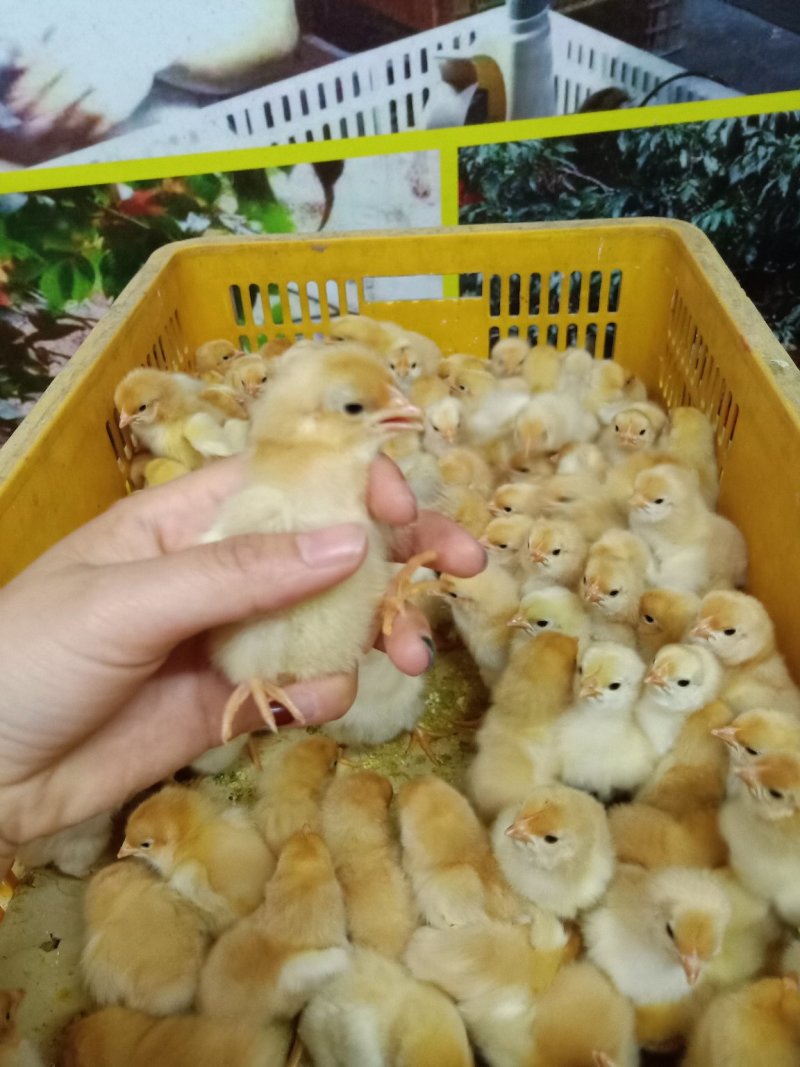 高销量三黄鸡苗，厂家直销，包疫苗运输成活