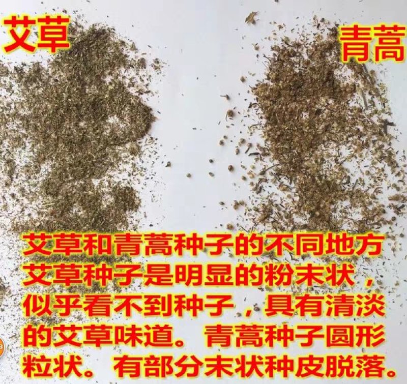 艾草种籽药用四季种野生艾蒿艾叶五月斩艾种植防虫青蒿种子