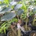 正宗名贵沉香苗芽接奇楠沉香苗黄金树带泥大杯苗