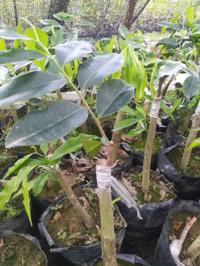 正宗名贵沉香苗芽接奇楠沉香苗黄金树带泥大杯苗