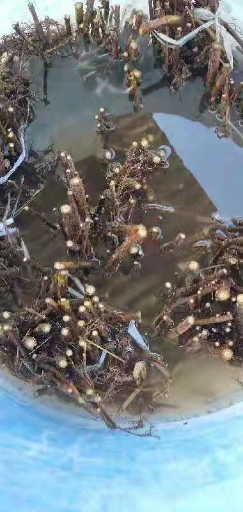 进口改良红，黄，黑优质树莓种苗，基地一手