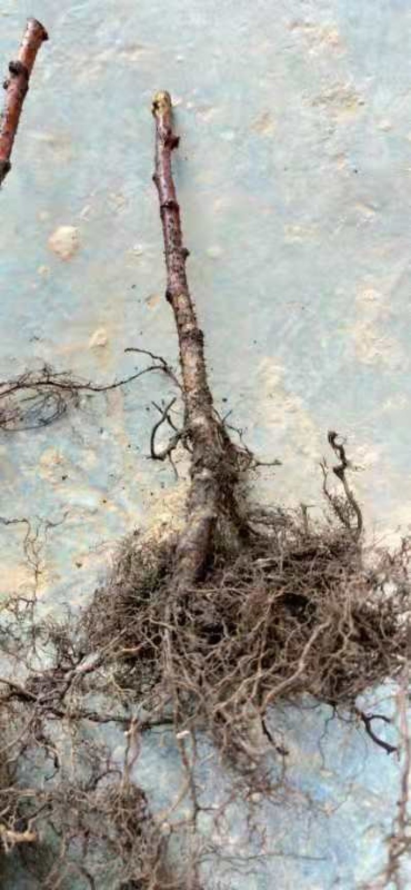 进口改良红，黄，黑优质树莓种苗，基地一手