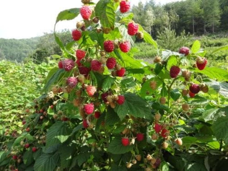 进口改良红，黄，黑优质树莓种苗，基地一手