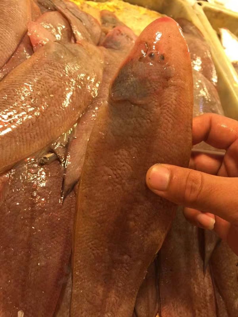龙利