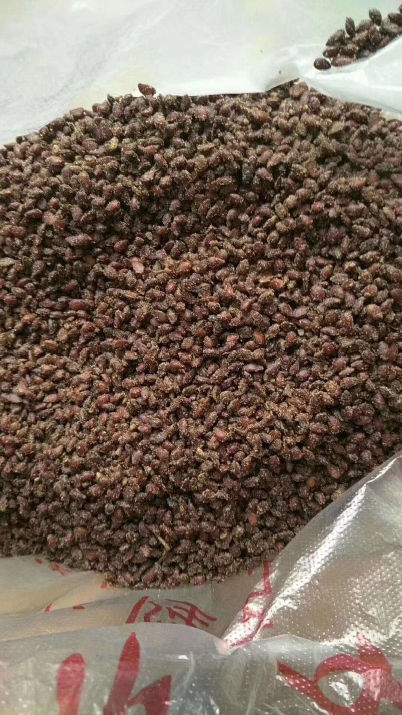 绿化苗，精品八棱海棠，各种规格八棱海棠树，量大优惠