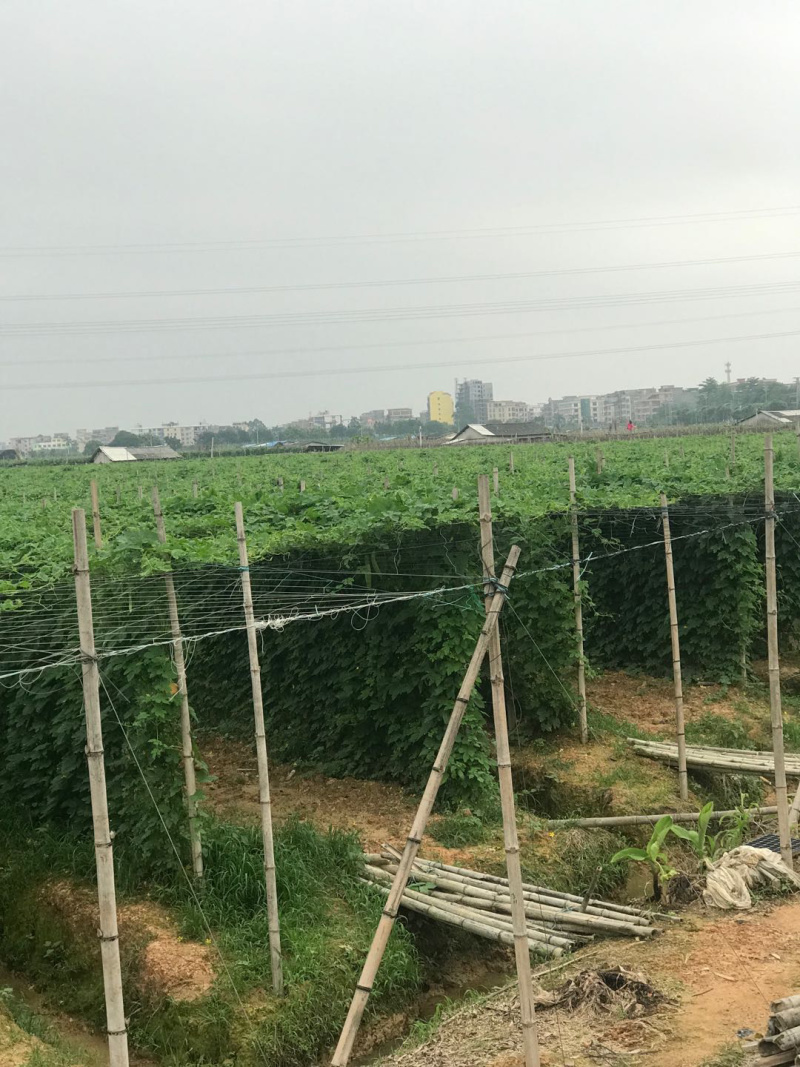 假珍珠耐高温耐雨水粗生