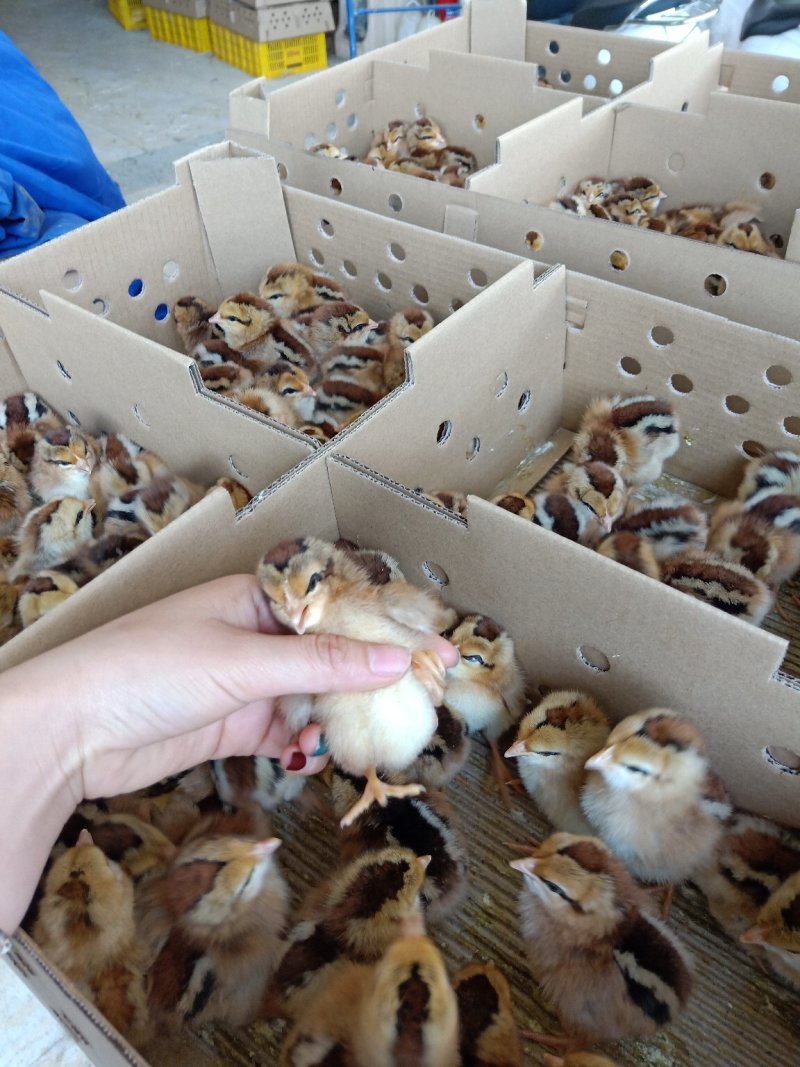 大量供应良凤花鸡苗，纯正纯种，高存活率，孵化场直销