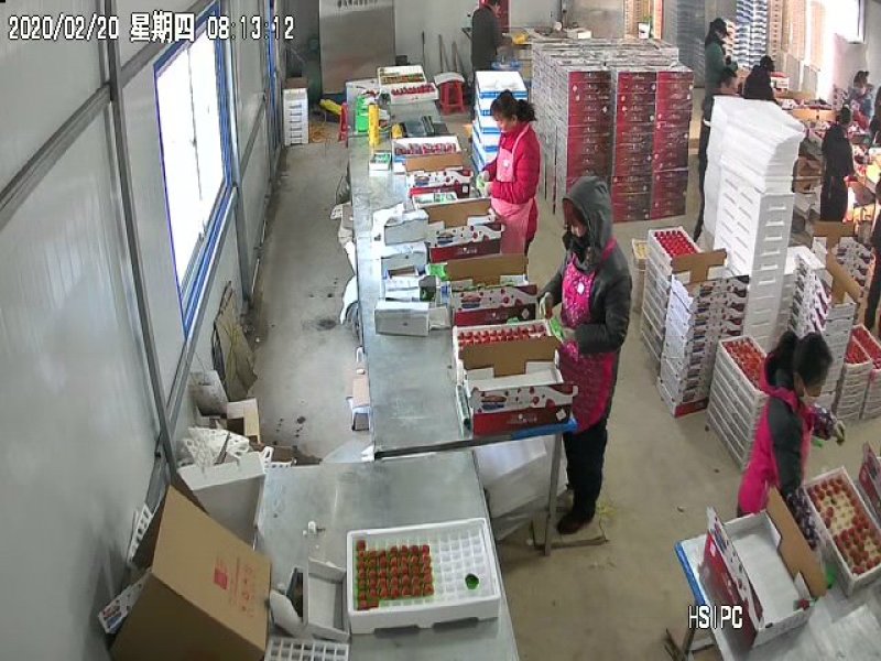 丹东九九草莓红颜草莓，车间分拣，粉白定果〔基地直供〕