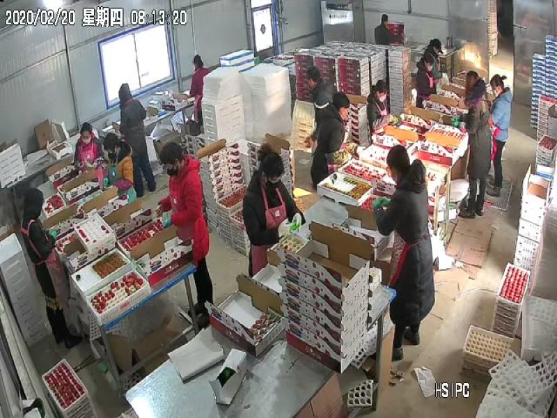 丹东九九草莓红颜草莓，车间分拣，粉白定果〔基地直供〕